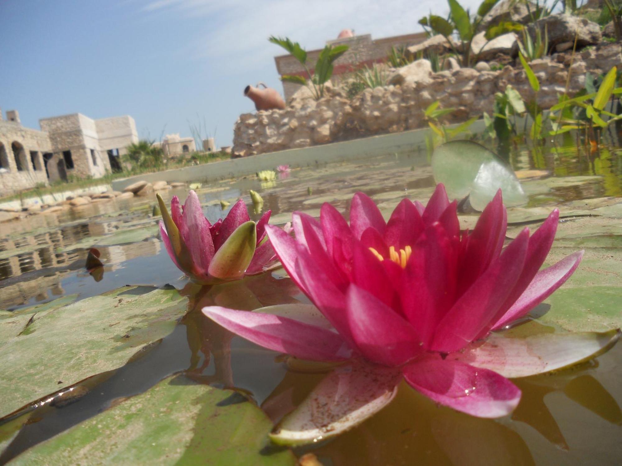 Douar Noujoum Bed and Breakfast Essaouira Exteriör bild